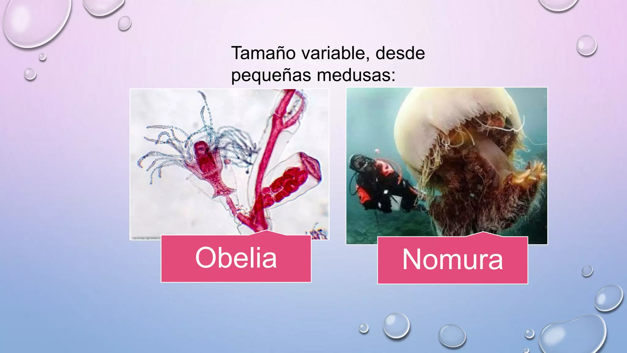 Obelia Nomura
Tamaño variable, desde
pequeñas medusas:
 