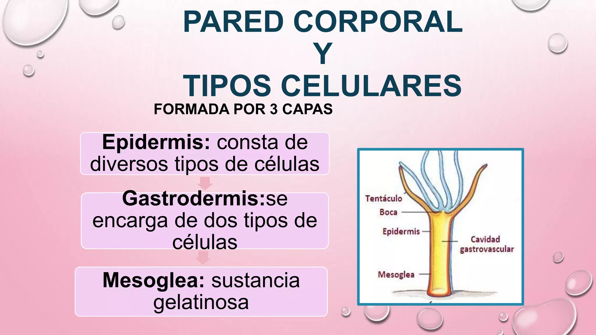 PARED CORPORAL
Y
TIPOS CELULARES
FORMADA POR 3 CAPAS
Epidermis: consta de
diversos tipos de células
Gastrodermis:se
encarga de dos tipos de
células
Mesoglea: sustancia
gelatinosa
 