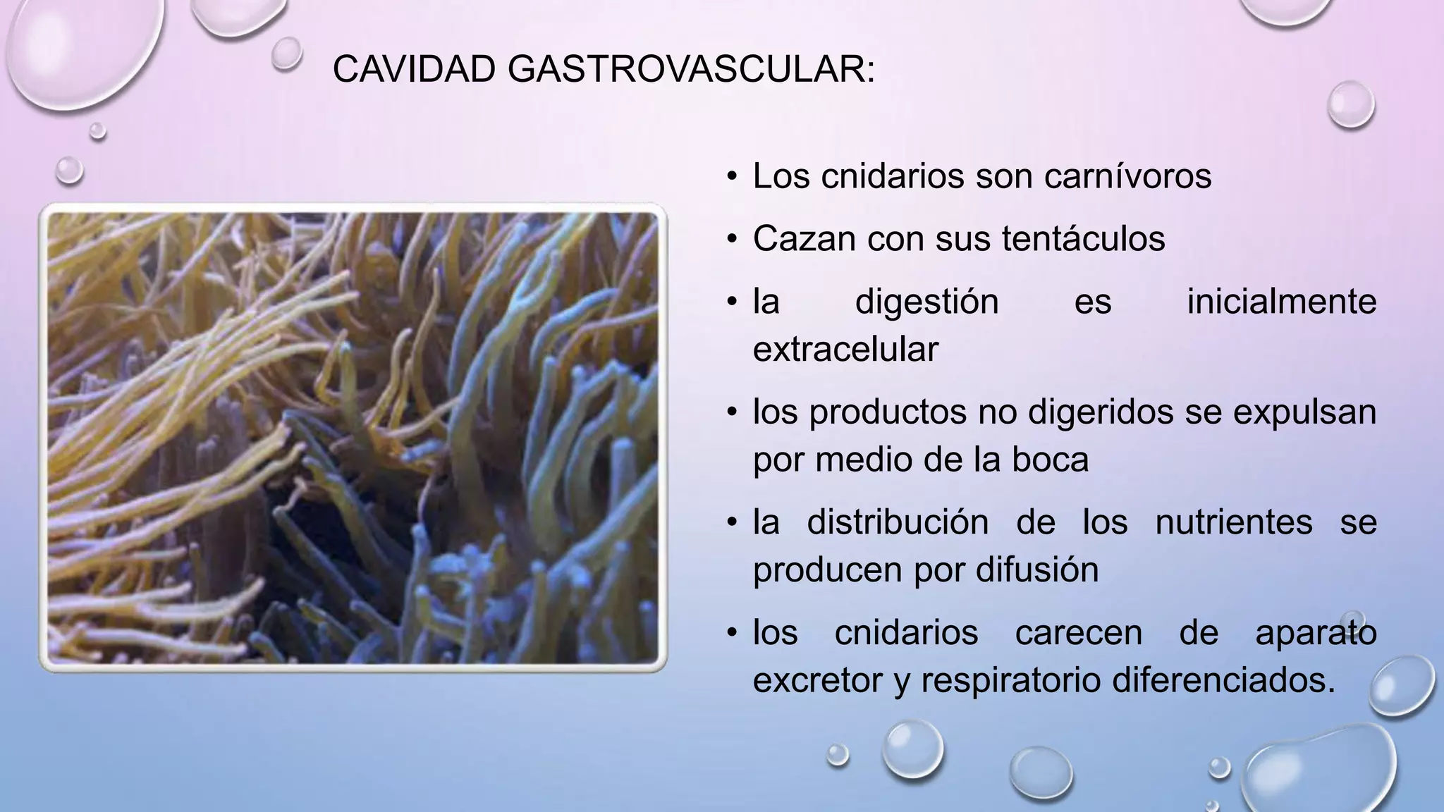 CAVIDAD GASTROVASCULAR:
• Los cnidarios son carnívoros
• Cazan con sus tentáculos
• la digestión es inicialmente
extracelular
• los productos no digeridos se expulsan
por medio de la boca
• la distribución de los nutrientes se
producen por difusión
• los cnidarios carecen de aparato
excretor y respiratorio diferenciados.
 