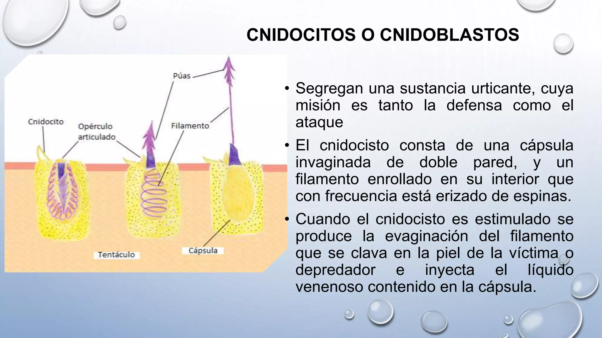 CNIDOCITOS O CNIDOBLASTOS
• Segregan una sustancia urticante, cuya
misión es tanto la defensa como el
ataque
• El cnidocisto consta de una cápsula
invaginada de doble pared, y un
filamento enrollado en su interior que
con frecuencia está erizado de espinas.
• Cuando el cnidocisto es estimulado se
produce la evaginación del filamento
que se clava en la piel de la víctima o
depredador e inyecta el líquido
venenoso contenido en la cápsula.
 