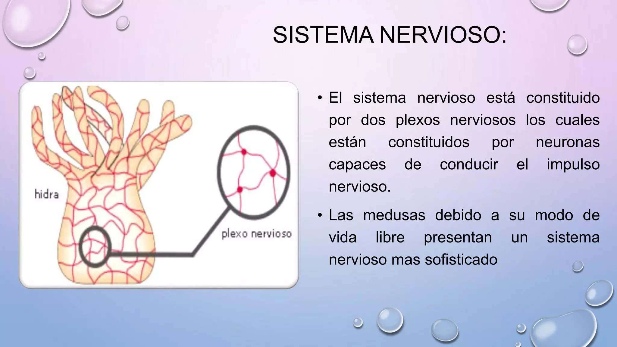 SISTEMA NERVIOSO:
• El sistema nervioso está constituido
por dos plexos nerviosos los cuales
están constituidos por neuronas
capaces de conducir el impulso
nervioso.
• Las medusas debido a su modo de
vida libre presentan un sistema
nervioso mas sofisticado
 