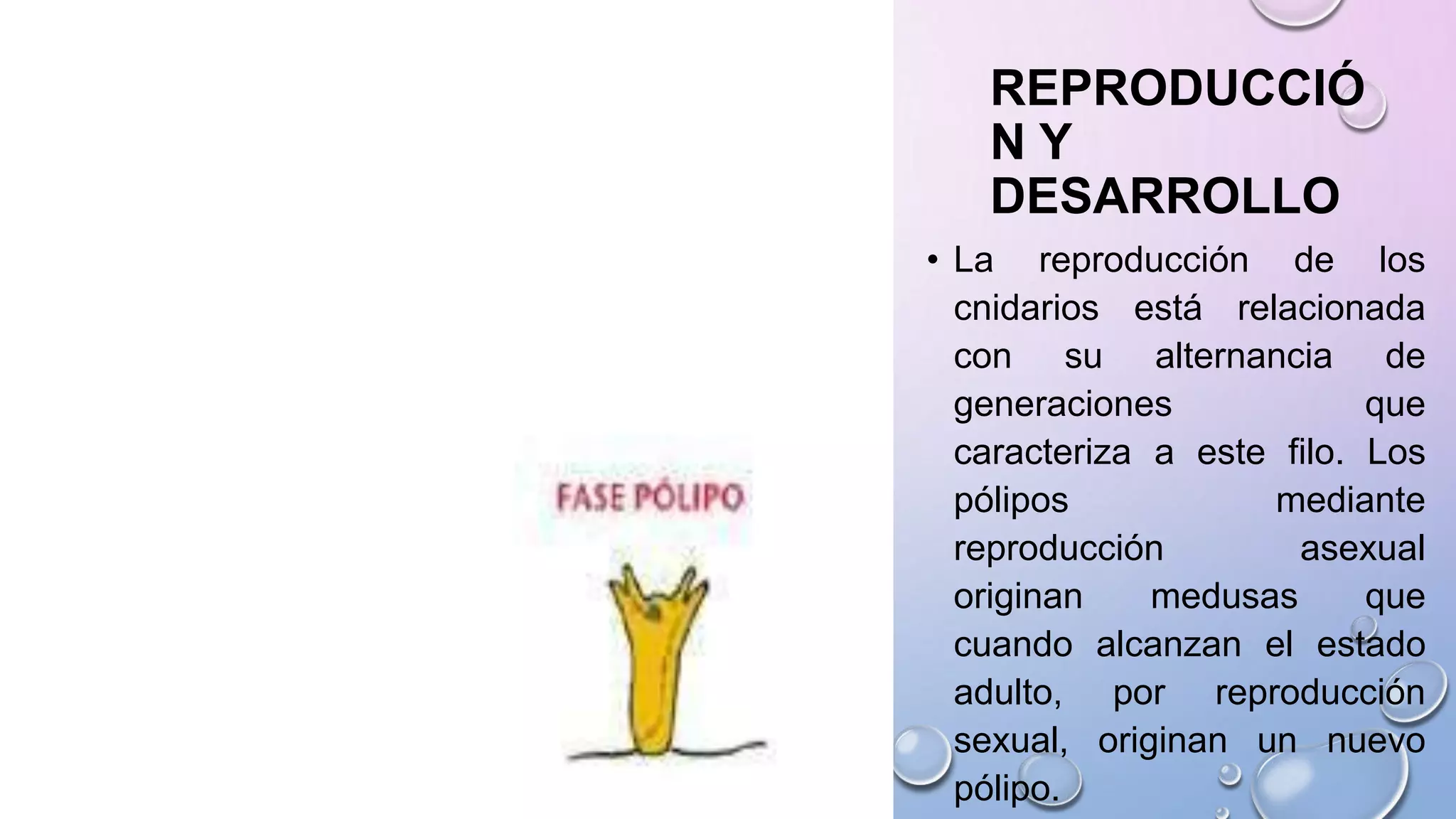 REPRODUCCIÓ
N Y
DESARROLLO
• La reproducción de los
cnidarios está relacionada
con su alternancia de
generaciones que
caracteriza a este filo. Los
pólipos mediante
reproducción asexual
originan medusas que
cuando alcanzan el estado
adulto, por reproducción
sexual, originan un nuevo
pólipo.
 