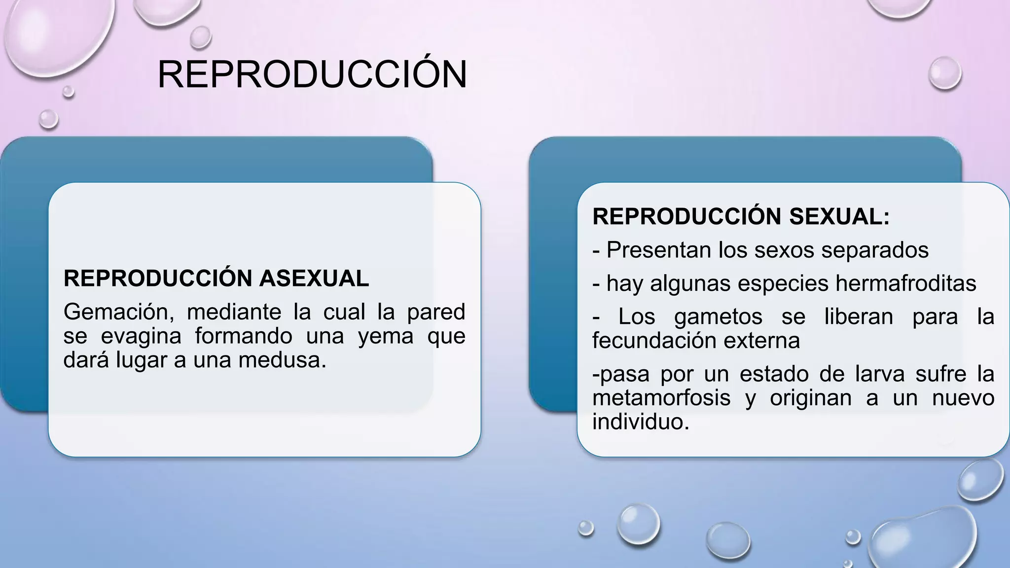 REPRODUCCIÓN ASEXUAL
Gemación, mediante la cual la pared
se evagina formando una yema que
dará lugar a una medusa.
REPRODUCCIÓN SEXUAL:
- Presentan los sexos separados
- hay algunas especies hermafroditas
- Los gametos se liberan para la
fecundación externa
-pasa por un estado de larva sufre la
metamorfosis y originan a un nuevo
individuo.
REPRODUCCIÓN
 