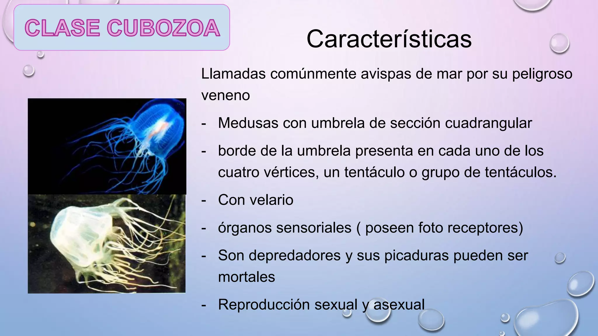 Características
Llamadas comúnmente avispas de mar por su peligroso
veneno
- Medusas con umbrela de sección cuadrangular
- borde de la umbrela presenta en cada uno de los
cuatro vértices, un tentáculo o grupo de tentáculos.
- Con velario
- órganos sensoriales ( poseen foto receptores)
- Son depredadores y sus picaduras pueden ser
mortales
- Reproducción sexual y asexual
 