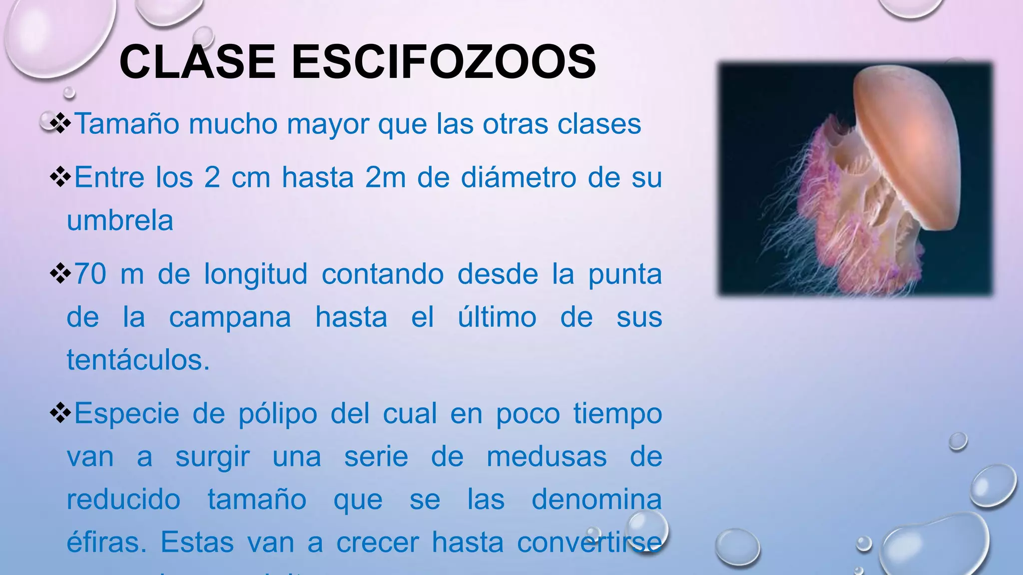 CLASE ESCIFOZOOS
Tamaño mucho mayor que las otras clases
Entre los 2 cm hasta 2m de diámetro de su
umbrela
70 m de longitud contando desde la punta
de la campana hasta el último de sus
tentáculos.
Especie de pólipo del cual en poco tiempo
van a surgir una serie de medusas de
reducido tamaño que se las denomina
éfiras. Estas van a crecer hasta convertirse
 