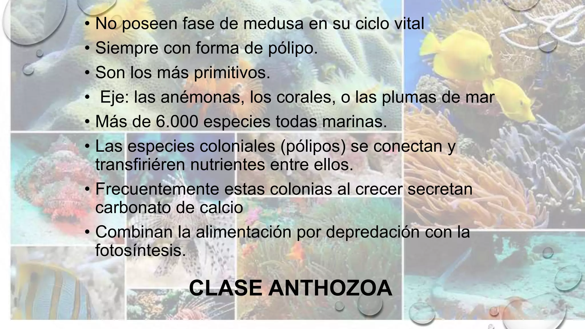 CLASE ANTHOZOA
• No poseen fase de medusa en su ciclo vital
• Siempre con forma de pólipo.
• Son los más primitivos.
• Eje: las anémonas, los corales, o las plumas de mar
• Más de 6.000 especies todas marinas.
• Las especies coloniales (pólipos) se conectan y
transfiriéren nutrientes entre ellos.
• Frecuentemente estas colonias al crecer secretan
carbonato de calcio
• Combinan la alimentación por depredación con la
fotosíntesis.
 