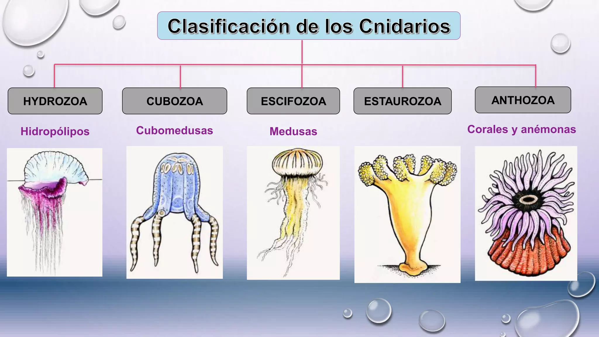 HYDROZOA CUBOZOA ESCIFOZOA ANTHOZOAESTAUROZOA
Hidropólipos Cubomedusas Medusas Corales y anémonas
 