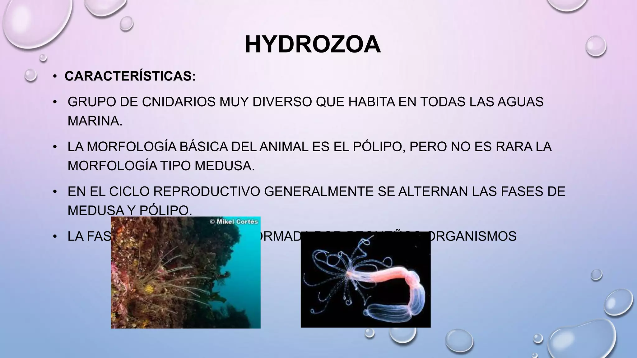 HYDROZOA
• CARACTERÍSTICAS:
• GRUPO DE CNIDARIOS MUY DIVERSO QUE HABITA EN TODAS LAS AGUAS
MARINA.
• LA MORFOLOGÍA BÁSICA DEL ANIMAL ES EL PÓLIPO, PERO NO ES RARA LA
MORFOLOGÍA TIPO MEDUSA.
• EN EL CICLO REPRODUCTIVO GENERALMENTE SE ALTERNAN LAS FASES DE
MEDUSA Y PÓLIPO.
• LA FASE DE MEDUSA ESTÁ FORMADA POR PEQUEÑOS ORGANISMOS
 