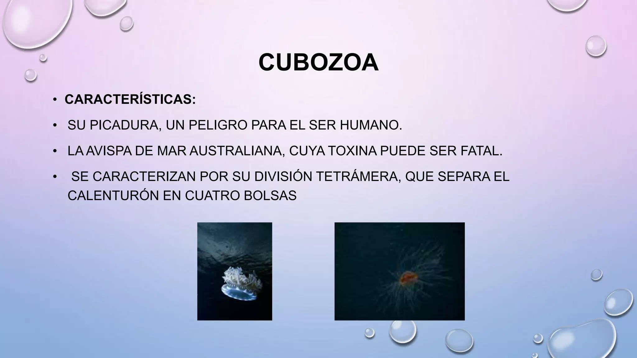 CUBOZOA
• CARACTERÍSTICAS:
• SU PICADURA, UN PELIGRO PARA EL SER HUMANO.
• LA AVISPA DE MAR AUSTRALIANA, CUYA TOXINA PUEDE SER FATAL.
• SE CARACTERIZAN POR SU DIVISIÓN TETRÁMERA, QUE SEPARA EL
CALENTURÓN EN CUATRO BOLSAS
 