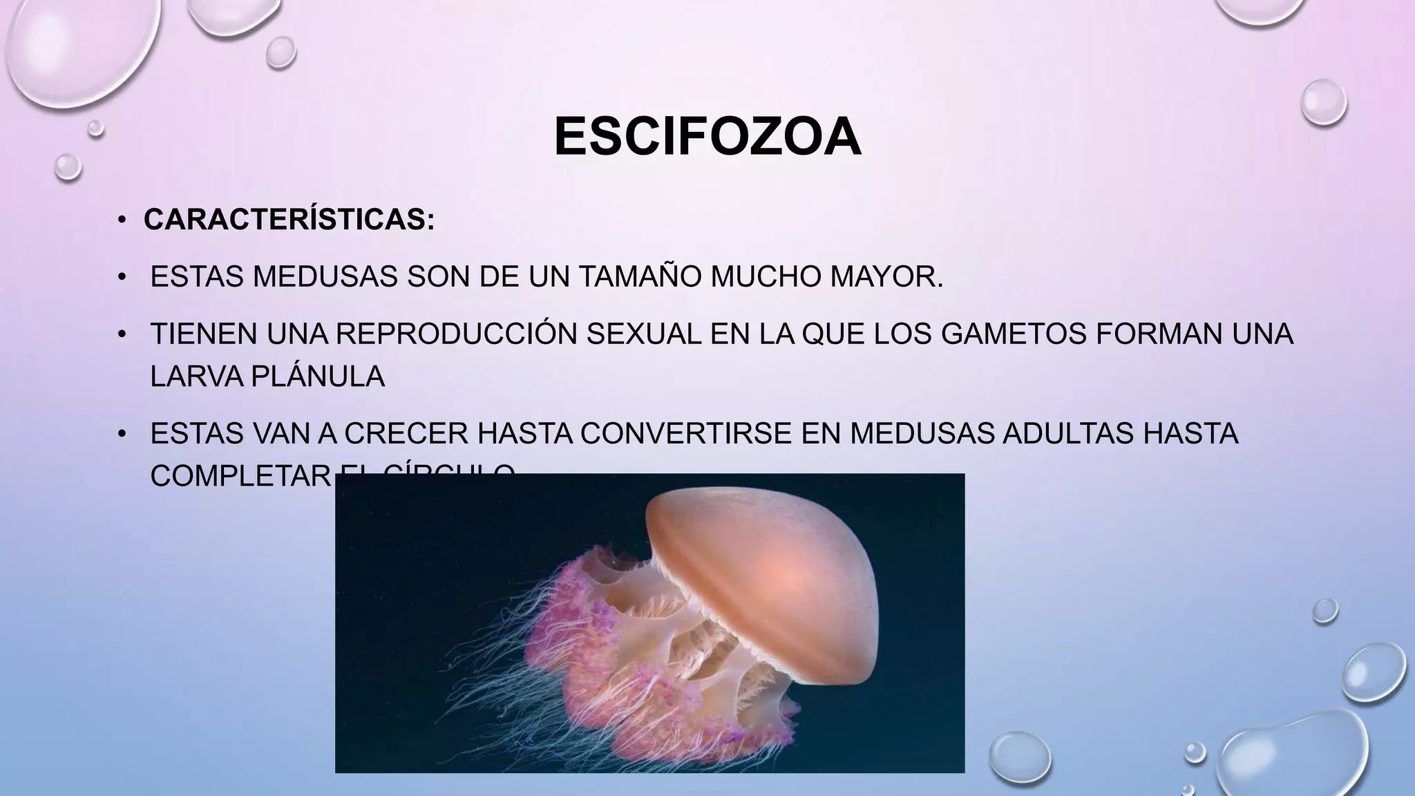 ESCIFOZOA
• CARACTERÍSTICAS:
• ESTAS MEDUSAS SON DE UN TAMAÑO MUCHO MAYOR.
• TIENEN UNA REPRODUCCIÓN SEXUAL EN LA QUE LOS GAMETOS FORMAN UNA
LARVA PLÁNULA
• ESTAS VAN A CRECER HASTA CONVERTIRSE EN MEDUSAS ADULTAS HASTA
COMPLETAR EL CÍRCULO.
 