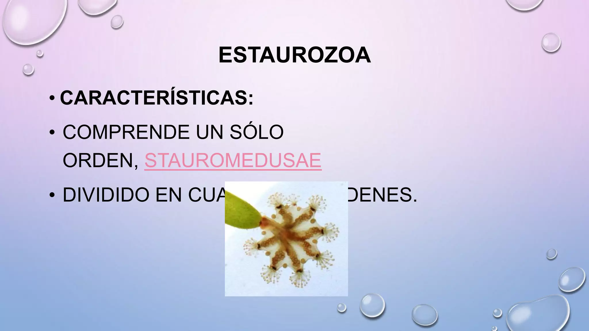 ESTAUROZOA
• CARACTERÍSTICAS:
• COMPRENDE UN SÓLO
ORDEN, STAUROMEDUSAE
• DIVIDIDO EN CUATRO SUBÓRDENES.
 