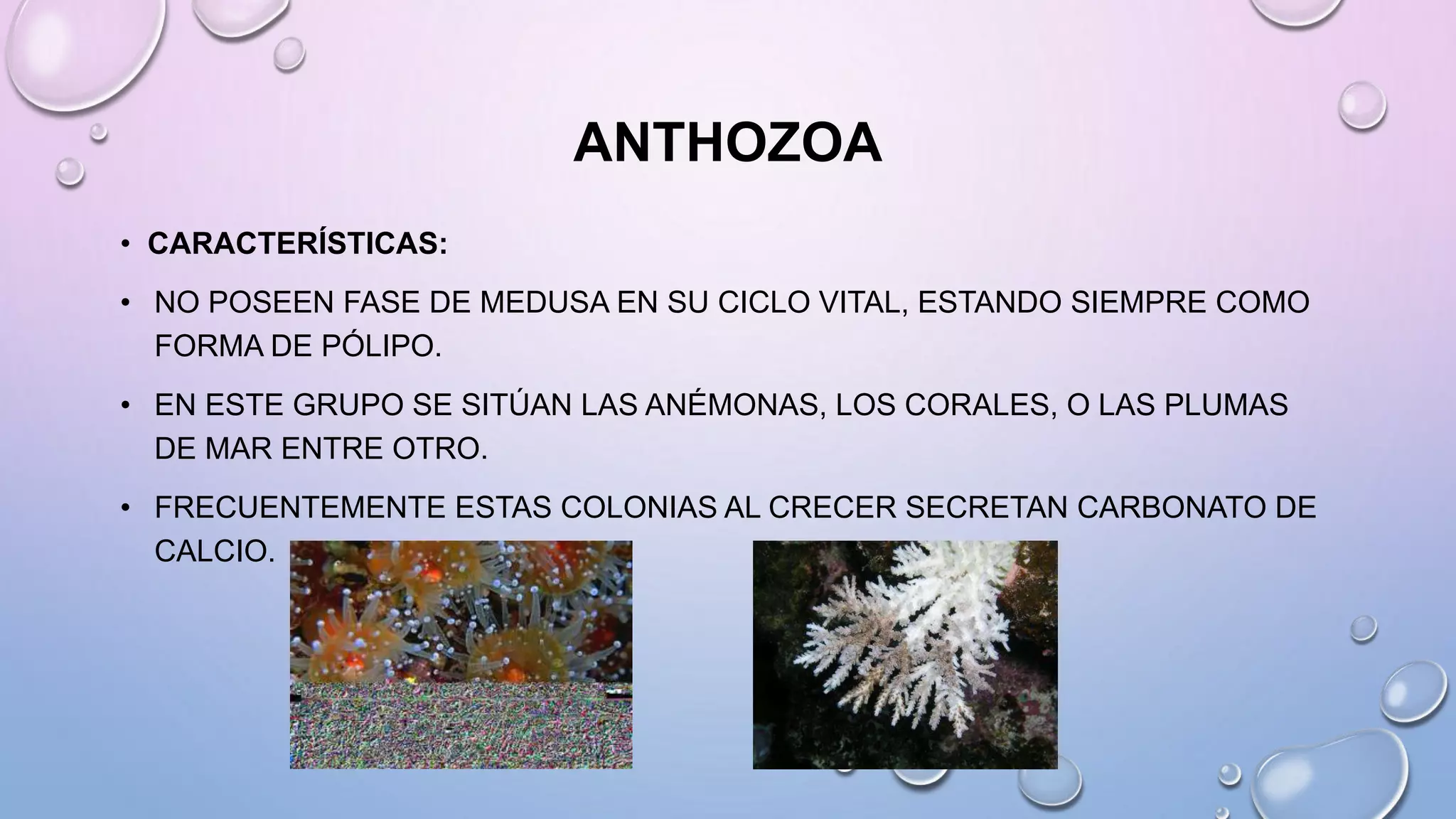 ANTHOZOA
• CARACTERÍSTICAS:
• NO POSEEN FASE DE MEDUSA EN SU CICLO VITAL, ESTANDO SIEMPRE COMO
FORMA DE PÓLIPO.
• EN ESTE GRUPO SE SITÚAN LAS ANÉMONAS, LOS CORALES, O LAS PLUMAS
DE MAR ENTRE OTRO.
• FRECUENTEMENTE ESTAS COLONIAS AL CRECER SECRETAN CARBONATO DE
CALCIO.
 