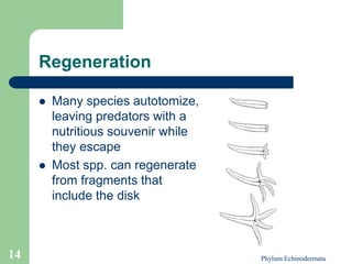 Phylum-Echinodermata1.ppt