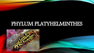 PHYLUM PLATYHELMINTHES
 