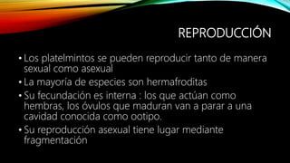 REPRODUCCIÓN
• Los platelmintos se pueden reproducir tanto de manera
sexual como asexual
• La mayoría de especies son hermafroditas
• Su fecundación es interna : los que actúan como
hembras, los óvulos que maduran van a parar a una
cavidad conocida como ootipo.
• Su reproducción asexual tiene lugar mediante
fragmentación
 