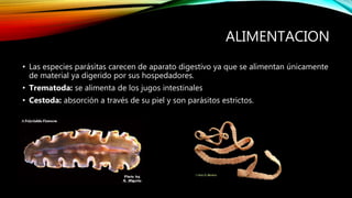 ALIMENTACION
• Las especies parásitas carecen de aparato digestivo ya que se alimentan únicamente
de material ya digerido por sus hospedadores.
• Trematoda: se alimenta de los jugos intestinales
• Cestoda: absorción a través de su piel y son parásitos estrictos.
 
