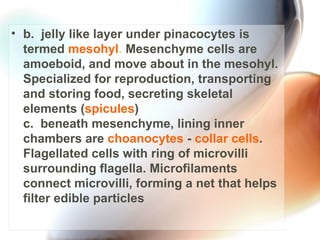 b.  jelly like layer under pinacocytes is termed  mesohyl .  Mesenchyme cells are amoeboid, and move about in the mesohyl. Specialized for reproduction, transporting and storing food, secreting skeletal elements ( spicules ) c.  beneath mesenchyme, lining inner chambers are  choanocytes  -  collar cells . Flagellated cells with ring of microvilli surrounding flagella. Microfilaments connect microvilli, forming a net that helps filter edible particles  