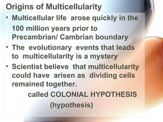 Origins of Multicellularity Multicellular life  arose quickly in the  100 million years prior to Precambrian/ Cambrian boundary The  evolutionary  events that leads to  multicellularity is a mystery Scientist believe  that multicellularity could have  arisen as  dividing cells  remained together. called COLONIAL HYPOTHESIS (hypothesis) 