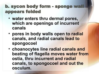 b. sycon body form - sponge wall appears folded  water enters thru dermal pores, which are openings of incurrent canals pores in body walls open to radial canals, and radial canals lead to spongocoel  choanocytes line radial canals and beating of flagella moves water from ostia, thru incurrent and radial canals, to spongocoel and out the osculum.  