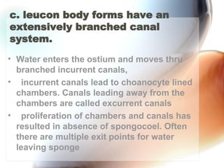 c. leucon body forms have an extensively branched canal system.  Water enters the ostium and moves thru branched incurrent canals,    incurrent canals lead to choanocyte lined chambers. Canals leading away from the chambers are called excurrent canals    proliferation of chambers and canals has resulted in absence of spongocoel. Often there are multiple exit points for water leaving sponge  