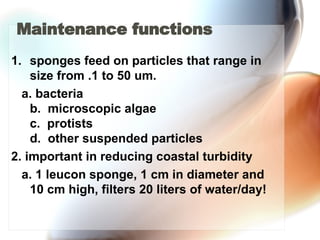 Maintenance functions  sponges feed on particles that range in size from .1 to 50 um. a. bacteria b.  microscopic algae c.  protists d.  other suspended particles 2. important in reducing coastal turbidity a. 1 leucon sponge, 1 cm in diameter and 10 cm high, filters 20 liters of water/day! 