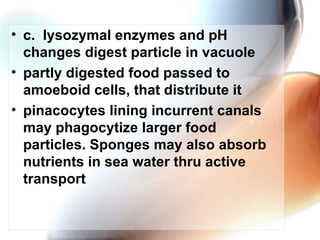 c.  lysozymal enzymes and pH changes digest particle in vacuole partly digested food passed to amoeboid cells, that distribute it pinacocytes lining incurrent canals may phagocytize larger food particles. Sponges may also absorb nutrients in sea water thru active transport  