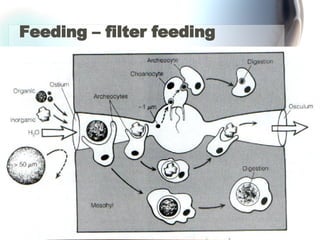 Feeding – filter feeding  
