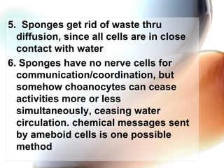 5.  Sponges get rid of waste thru diffusion, since all cells are in close contact with water 6. Sponges have no nerve cells for communication/coordination, but somehow choanocytes can cease activities more or less simultaneously, ceasing water circulation. chemical messages sent by ameboid cells is one possible method  