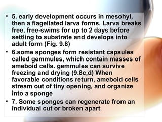5. early development occurs in mesohyl, then a flagellated larva forms. Larva breaks free, free-swims for up to 2 days before settling to substrate and develops into adult form (Fig. 9.8) 6.some sponges form resistant capsules called gemmules, which contain masses of ameboid cells. gemmules can survive freezing and drying (9.8c,d) When favorable conditions return, ameboid cells stream out of tiny opening, and organize into a sponge 7. Some sponges can regenerate from an individual cut or broken apart . 