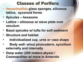 Classes of Porifera Hexactinellida   glass sponges, siliceous lattice,  syconoid forms  Spicules – hexaxons  Lattice – siliceous w/ sieve plate over osculum  Basal spicules w/ tufts for soft sediment  Structure and habitat       Individualized cup, urns or vase shape       Body wall- w/out pinacoderm, syncitium externally and internally  Deep water (200 meters-abyss) / Cosmopolitan w/ more in Antarctic  