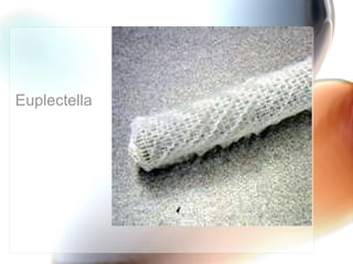 Euplectella   