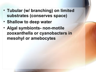 Tubular (w/ branching) on limited substrates (conserves space)  Shallow to deep water  Algal symbionts- non-motile zooxanthella or cyanobacters in mesohyl or amebocytes  