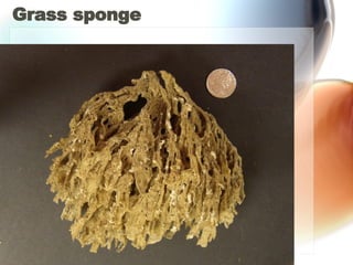 Grass sponge 
