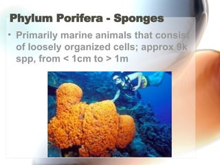 Phylum Porifera - Sponges  Primarily marine animals that consist of loosely organized cells; approx 9k spp, from < 1cm to > 1m  