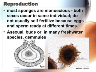 Phylum  Porifera