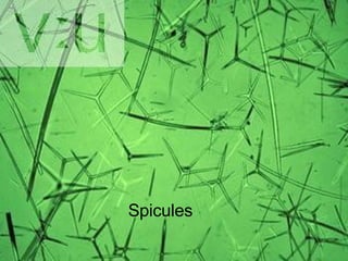 Spicules 