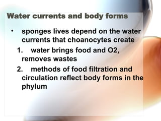 Water currents and body forms  sponges lives depend on the water currents that choanocytes create   1.  water brings food and O2, removes wastes 2.  methods of food filtration and circulation reflect body forms in the phylum 