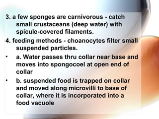 3. a few sponges are carnivorous - catch small crustaceans (deep water) with spicule-covered filaments.  4. feeding methods - choanocytes filter small suspended particles.  a. Water passes thru collar near base and moves into spongocoel at open end of collar b. suspended food is trapped on collar and moved along microvilli to base of collar, where it is incorporated into a food vacuole  