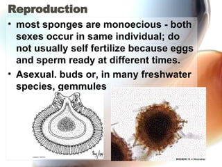 Reproduction  most sponges are monoecious - both sexes occur in same individual; do not usually self fertilize because eggs and sperm ready at different times.  Asexual. buds or, in many freshwater species, gemmules  