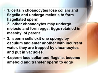 1. certain choanocytes lose collars and flagella and undergo meiosis to form flagellated sperm 2.  other choanocytes may undergo meiosis and form eggs. Eggs retained in mesohyl of parent 3.  sperm cells exit one sponge by osculum and enter another with incurrent water. they are trapped by choanocytes and put in vacuoles. 4.sperm lose collar and flagella, become ameboid and transfer sperm to eggs 