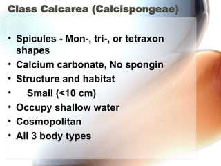 Class Calcarea (Calcispongeae) Spicules - Mon-, tri-, or tetraxon shapes  Calcium carbonate, No spongin  Structure and habitat       Small (<10 cm)  Occupy shallow water  Cosmopolitan  All 3 body types  