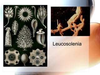 Leucosolenia   