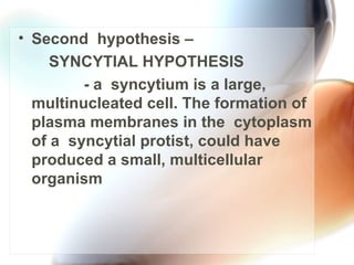 Second  hypothesis –  SYNCYTIAL HYPOTHESIS - a  syncytium is a large, multinucleated cell. The formation of plasma membranes in the  cytoplasm of a  syncytial protist, could have  produced a small, multicellular organism 
