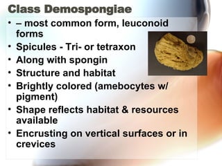 Class Demospongiae –  most common form, leuconoid forms  Spicules - Tri- or tetraxon  Along with spongin  Structure and habitat  Brightly colored (amebocytes w/ pigment)  Shape reflects habitat & resources available  Encrusting on vertical surfaces or in crevices  