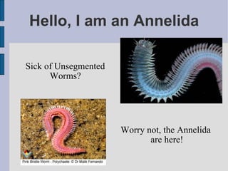 Hello, I am an Annelida Worry not, the Annelida are here!  Sick of Unsegmented Worms?  