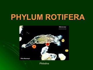 PHYLUM ROTIFERA Philodina 