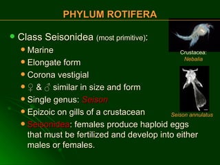 Class Seisonidea  (most primitive) : Marine Elongate form Corona vestigial ♀   & ♂  similar in size and form Single genus:  Seison Epizoic on gills of a crustacean Seisonidea : females produce haploid eggs that must be fertilized and develop into either males or females. PHYLUM ROTIFERA Crustacea:  Nebalia Seison annulatus 