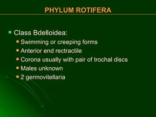 Class Bdelloidea: Swimming or creeping forms Anterior end rectractile Corona usually with pair of trochal discs Males unknown 2 germovitellaria PHYLUM ROTIFERA 
