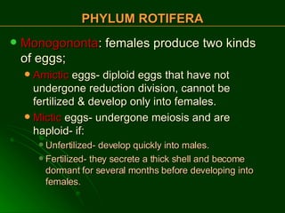 PHYLUM ROTIFERA Monogononta : females produce two kinds of eggs; Amictic  eggs- diploid eggs that have not undergone reduction division, cannot be fertilized & develop only into females.  Mictic  eggs- undergone meiosis and are haploid- if: Unfertilized- develop quickly into males. Fertilized- they secrete a thick shell and become dormant for several months before developing into females.  