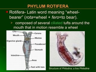 PHYLUM ROTIFERA Rotifera- Latin word meaning “wheel-bearer” ( rota =wheel +  fero =to bear). composed of several  ciliated  tufts around the mouth that in motion resemble a wheel  Structure of  Philodina ; a live  Philodina 